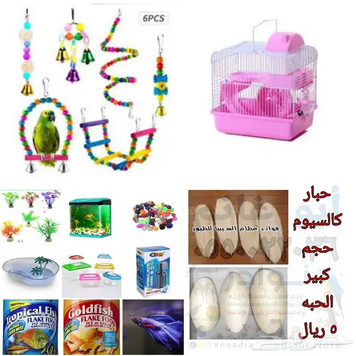 طيور دره كرواون بادجي روز زيبرا محل نوادر لبيع الطيور 67