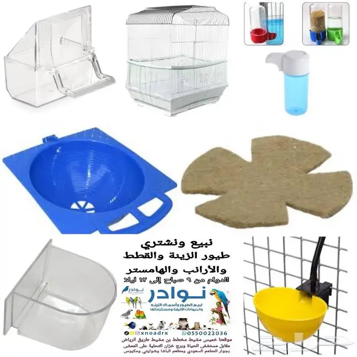 طيور دره كرواون بادجي روز زيبرا محل نوادر لبيع الطيور 68