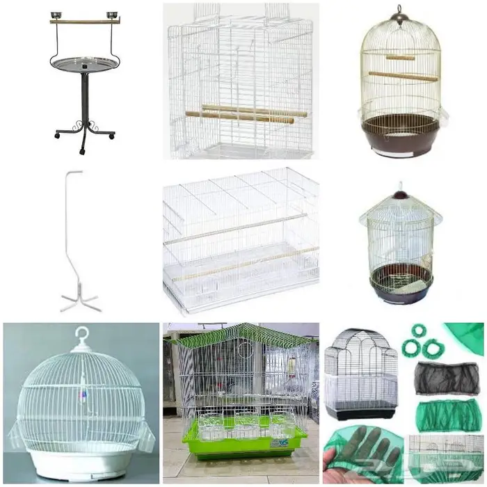 طيور دره كرواون بادجي روز زيبرا محل نوادر لبيع الطيور 69