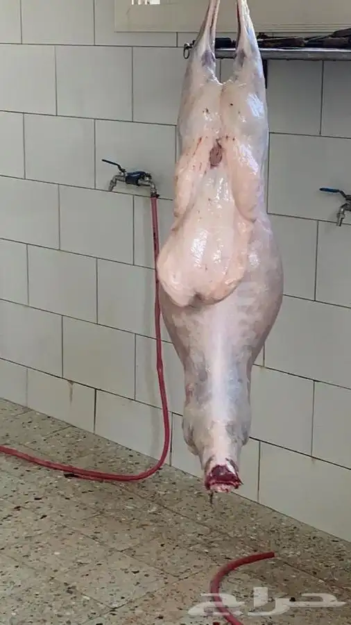 مرابي عسير للذبائح البلدي المنتجه من مزارعنا 0