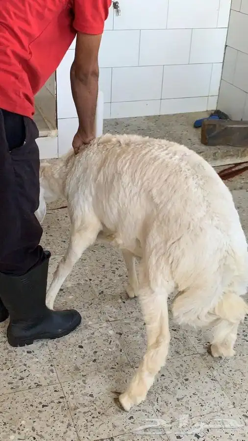 مرابي عسير للذبائح البلدي المنتجه من مزارعنا 2