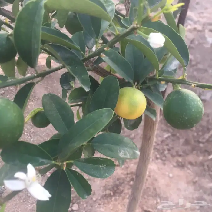 ليمون صيني 2