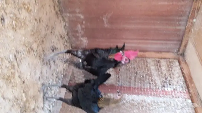 دجاج قلم انقلش قيم جده ذهبان 1