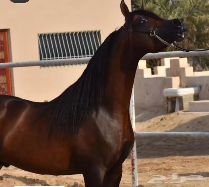 عسف ترويض الخيل. تدريب إيواء 3