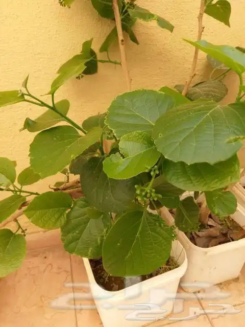 شجرة البمبر 1