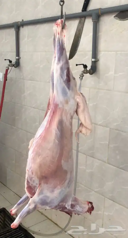 غنم حري ذبايح طيبة ونظيفة تيوس 10