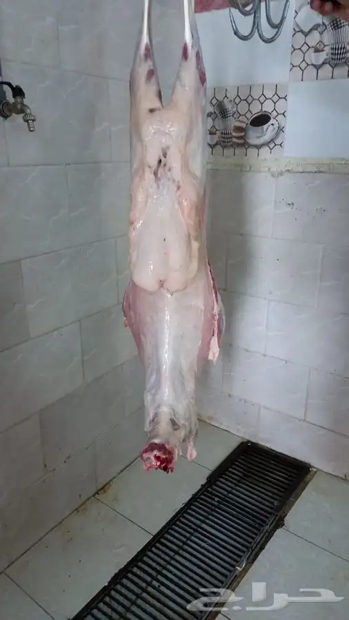 غنم حري ذبايح طيبة ونظيفة تيوس 2