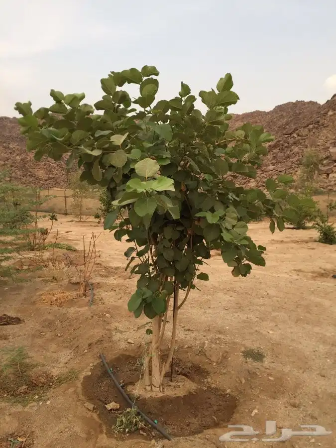 شجرة البمبر 4