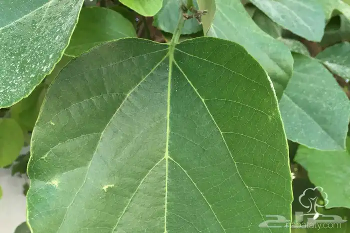 شجرة البمبر 3