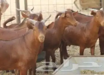 ذبايح ابو عزام خرفان وتيوس ابها خميس مشيط واحد رفيده 0