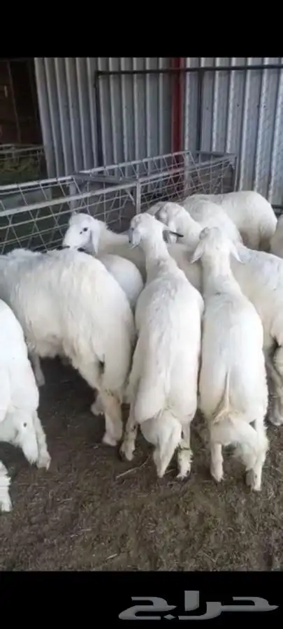 ذبايح ابو عزام خرفان وتيوس ابها خميس مشيط واحد رفيده 5