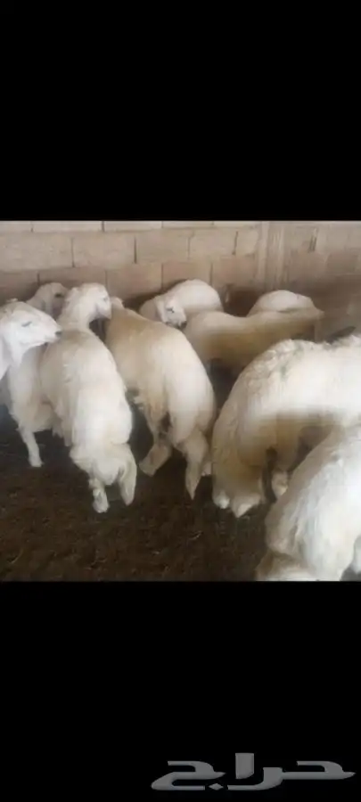 ذبايح ابو عزام خرفان وتيوس ابها خميس مشيط واحد رفيده 4