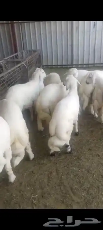 ذبايح ابو عزام خرفان وتيوس ابها خميس مشيط واحد رفيده 3