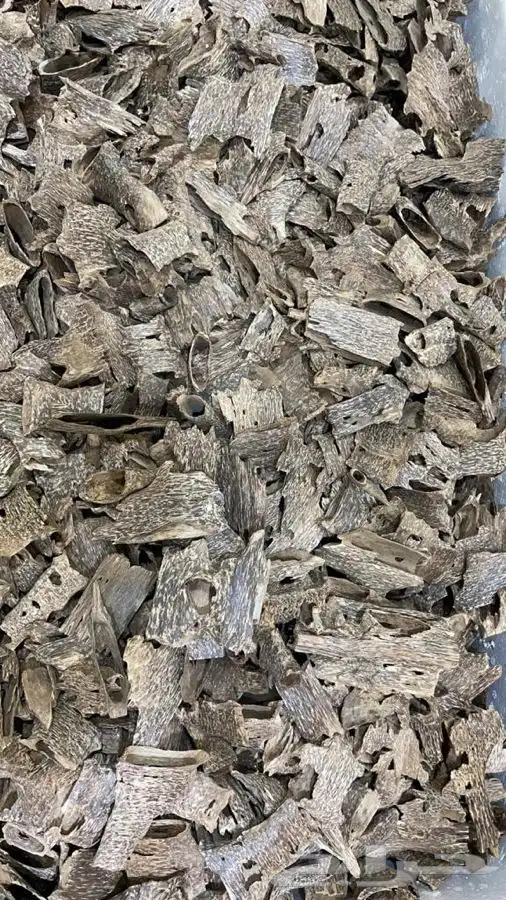عود كمبودي طبيعي قواقع وزوايا سوبر مرتفع ودبل لأهل الفخامة 3