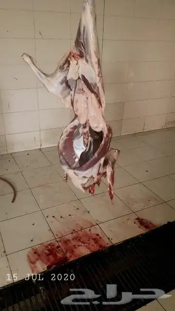ذبايح حري نجدي سواكني 7