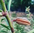 زبيب الحماط المجفف وزبيب العنب واللوز البجلي 10