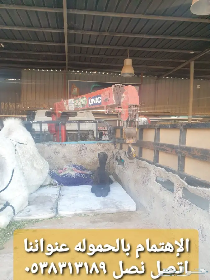دنا ونش نقل ابل ومكائن وسحب دكات  1