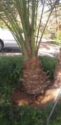 شجر زيتون. القسم الزراعي لدى الشركه 15