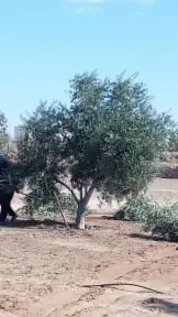 شجر زيتون. القسم الزراعي لدى الشركه 10