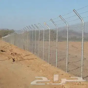 شجر زيتون. القسم الزراعي لدى الشركه 45