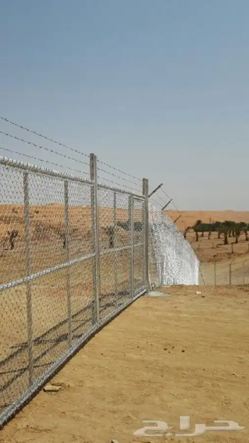 شجر زيتون. القسم الزراعي لدى الشركه 60