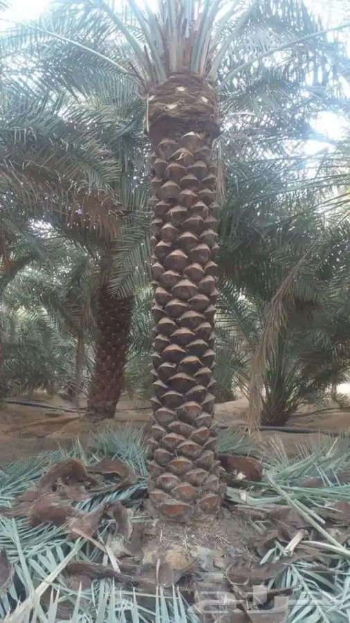 شجر زيتون. القسم الزراعي لدى الشركه 22