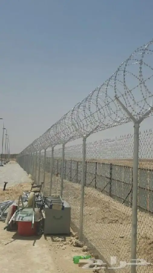شجر زيتون. القسم الزراعي لدى الشركه 63