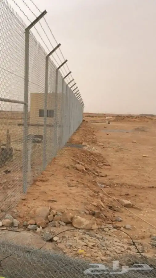 شجر زيتون. القسم الزراعي لدى الشركه 61