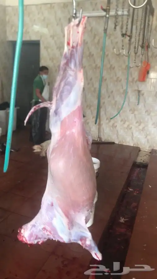 مناسباتكم خرفان وتيوس حشوان وحسلان 4