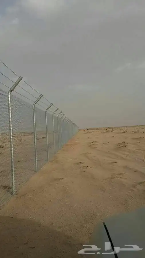 شجر زيتون. القسم الزراعي لدى الشركه 47
