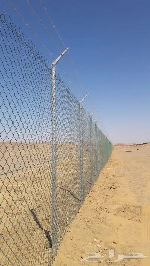 شجر زيتون. القسم الزراعي لدى الشركه 54