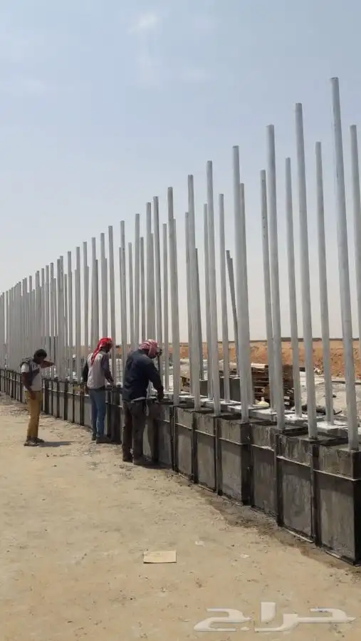 شجر زيتون. القسم الزراعي لدى الشركه 52