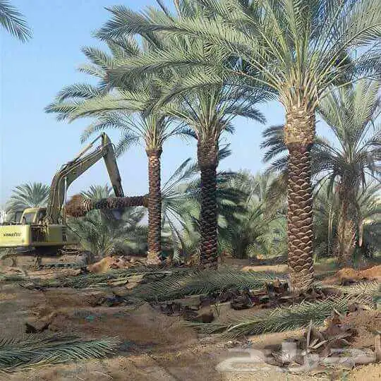 شجر زيتون. القسم الزراعي لدى الشركه 71