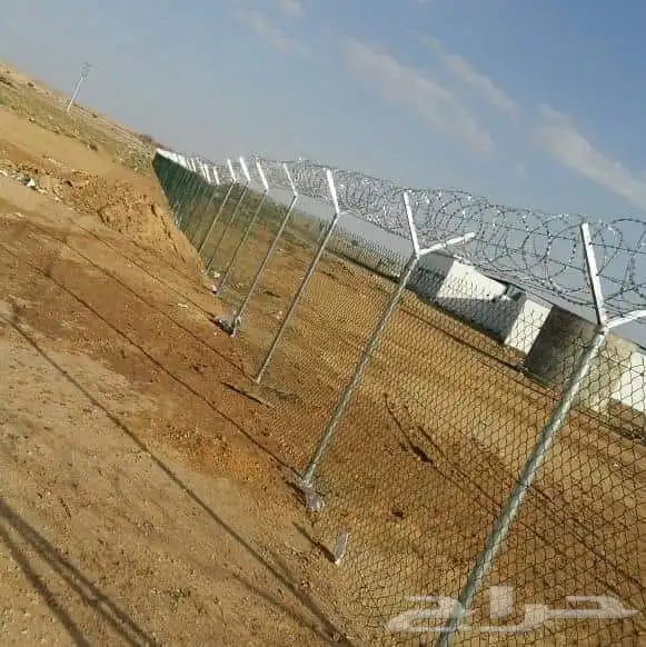 شجر زيتون. القسم الزراعي لدى الشركه 57