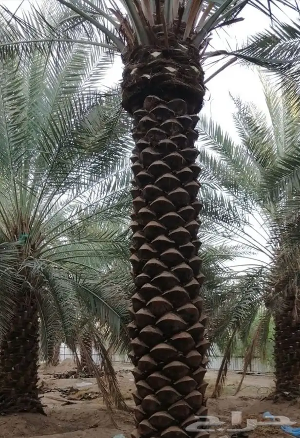 شجر زيتون. القسم الزراعي لدى الشركه 14