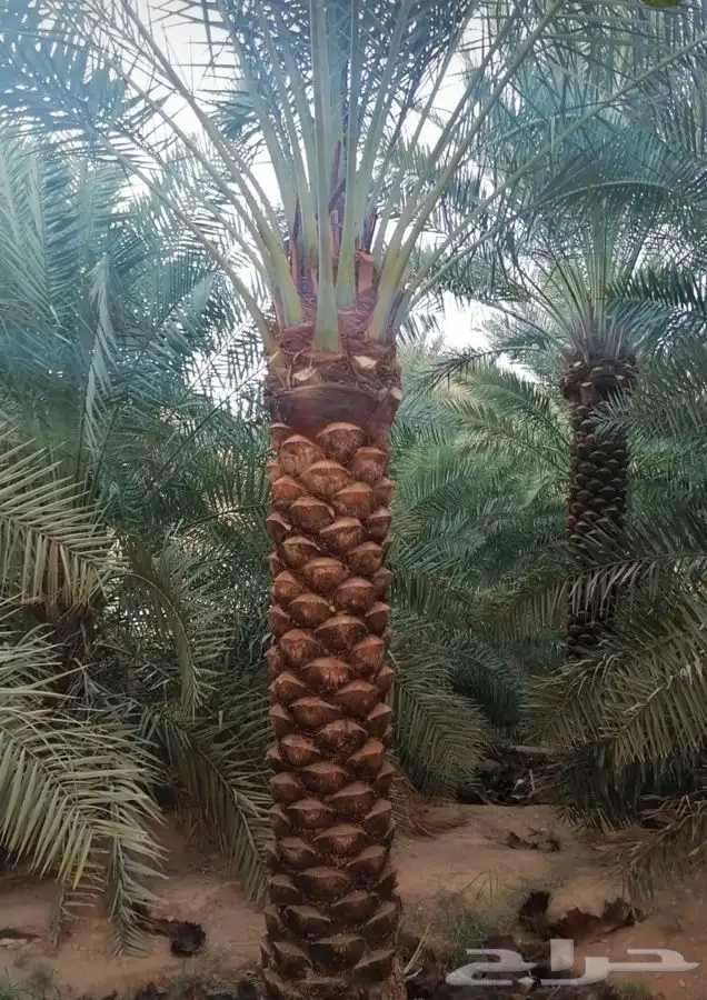 شجر زيتون. القسم الزراعي لدى الشركه 20