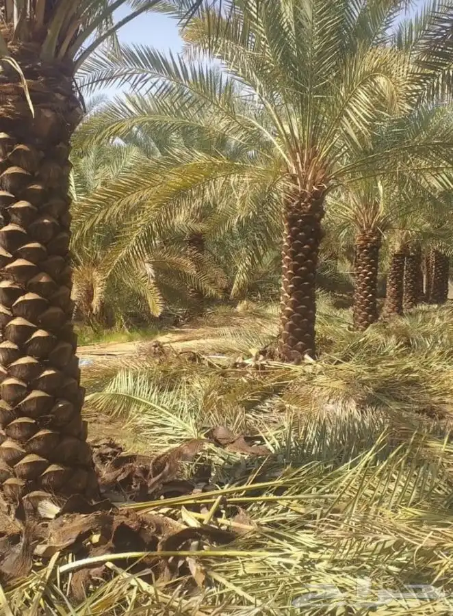 شجر زيتون. القسم الزراعي لدى الشركه 23