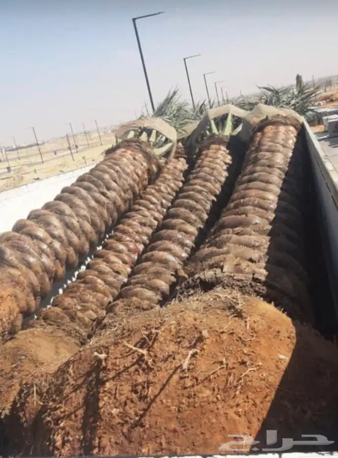 شجر زيتون. القسم الزراعي لدى الشركه 32
