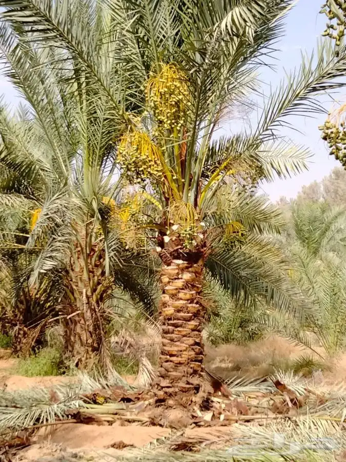 شجر زيتون. القسم الزراعي لدى الشركه 12