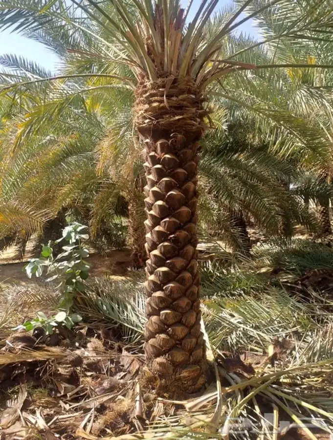 شجر زيتون. القسم الزراعي لدى الشركه 21