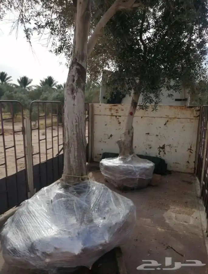 شجر زيتون. القسم الزراعي لدى الشركه 0