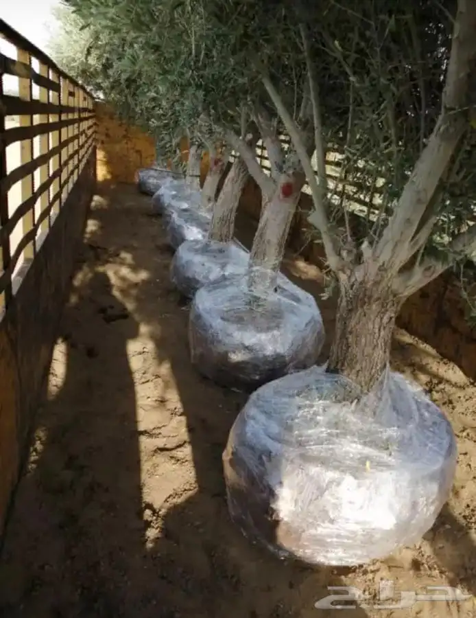 شجر زيتون. القسم الزراعي لدى الشركه 1
