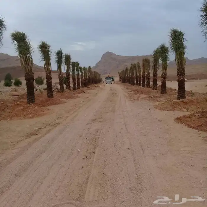 شجر زيتون. القسم الزراعي لدى الشركه 67