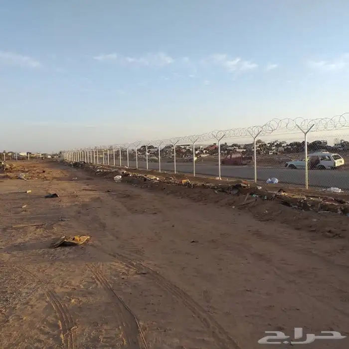 شجر زيتون. القسم الزراعي لدى الشركه 37