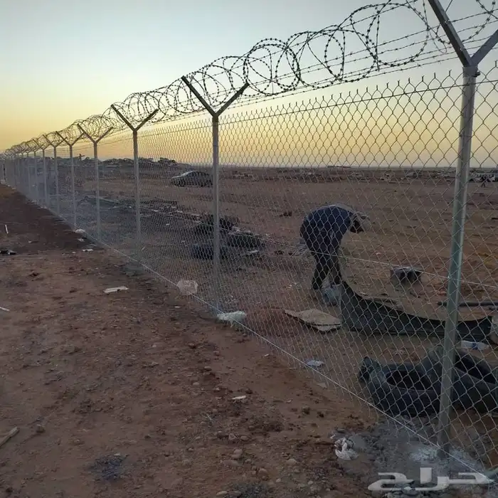 شجر زيتون. القسم الزراعي لدى الشركه 38