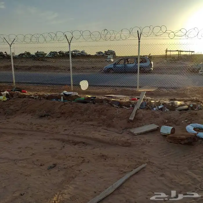 شجر زيتون. القسم الزراعي لدى الشركه 41