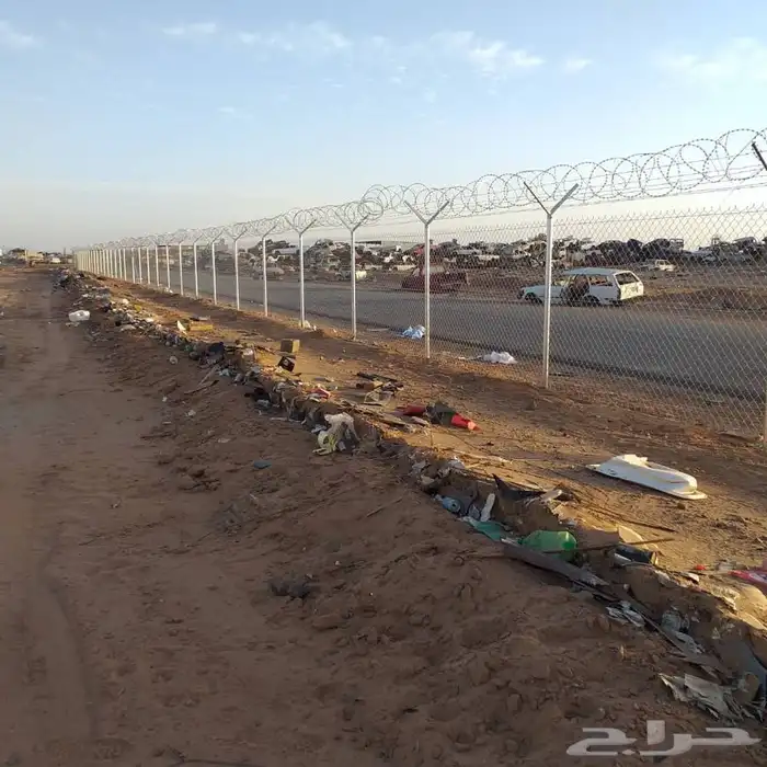 شجر زيتون. القسم الزراعي لدى الشركه 39