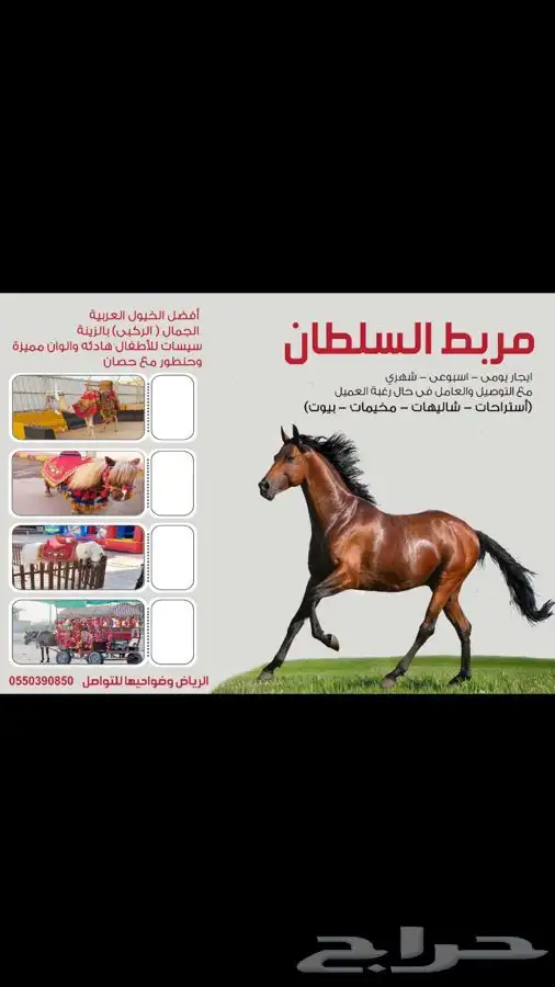 جمل للإيجار وخيول عربية وسيسات  7