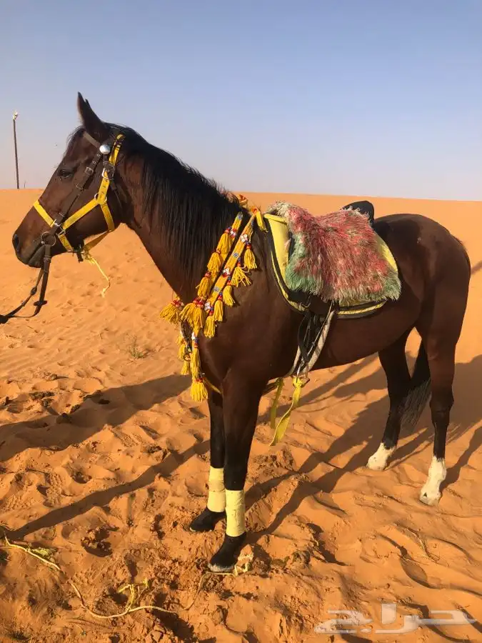 جمل للإيجار وخيول عربية وسيسات  10