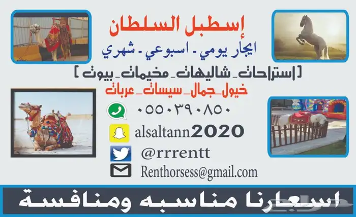 حصان كبير وسيسيات للإيجار 9
